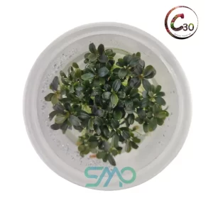 Bucephalandra maestro Mini Blue | C30 Tissue Culture