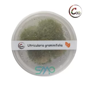 Utricularia graminafolia