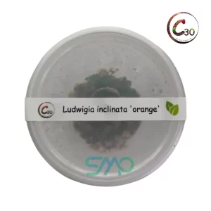 Ludwigia inclinata orange