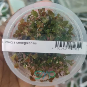 Ludwigia senegalensis