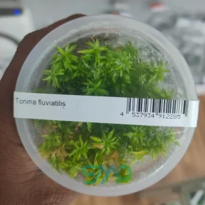 Tonina fluviatilis