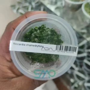 IC821 Riccardia Chamedryfolia | ADA Tissue Culture