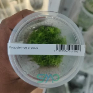 Pogostemon erectus