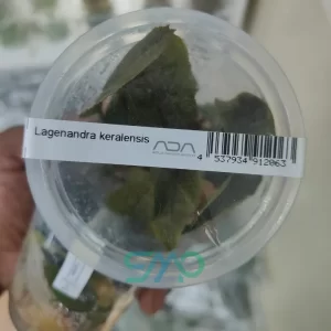 IC215 Lagenandra Keralensis | ADA Tissue Culture
