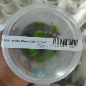 IC216 Lagenandra Meeboldii 'Green' | ADA Tissue Culture