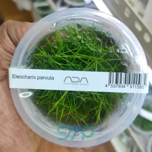 IC027 Eleocharis Parvula (Dwarf Hairgrass) | ADA Tissue Culture
