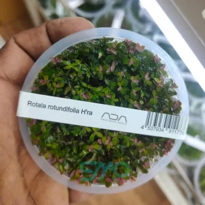 IC043 Rotala Rotundifolia 'hRa' | ADA Tissue Culture