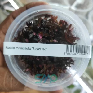 Rotala rotundifolia Blood Red