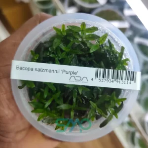 IC472 Bacopa Salzmannii | ADA Tissue Culture