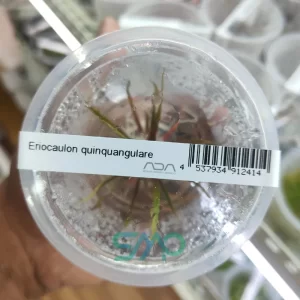 IC466 Eriocaulon Quinquangulare | ADA Tissue Culture