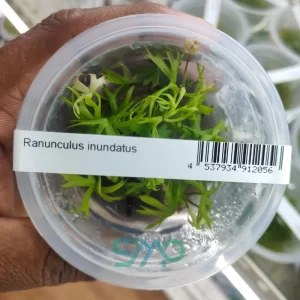 Ranunculus inundatus