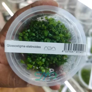 IC005 Glossostigma Elatinoides | ADA Tissue Culture