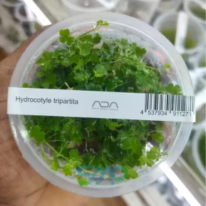IC014 Hydrocotyle Tripartita | ADA Tissue Culture