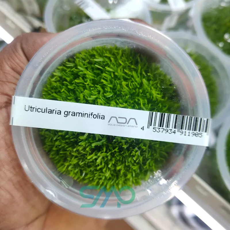IC205 Utricularia Graminifolia | ADA Tissue Culture