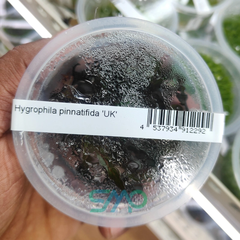 Hygrophila pinnatifida UK