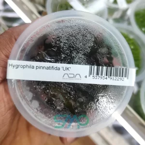 IC497 Hygrophila Pinnatifida 'UK' | ADA Tissue Culture