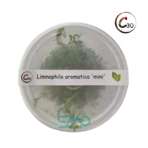 Limnophila aromatica mini
