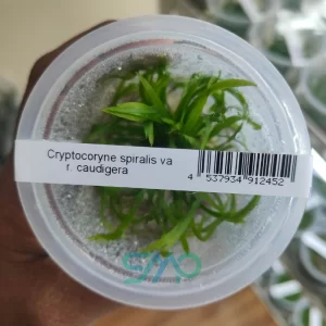 Cryptocoryne spiralis Caudigera