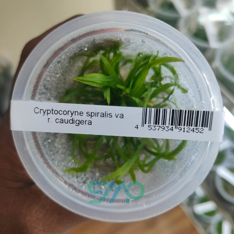 Cryptocoryne spiralis Caudigera