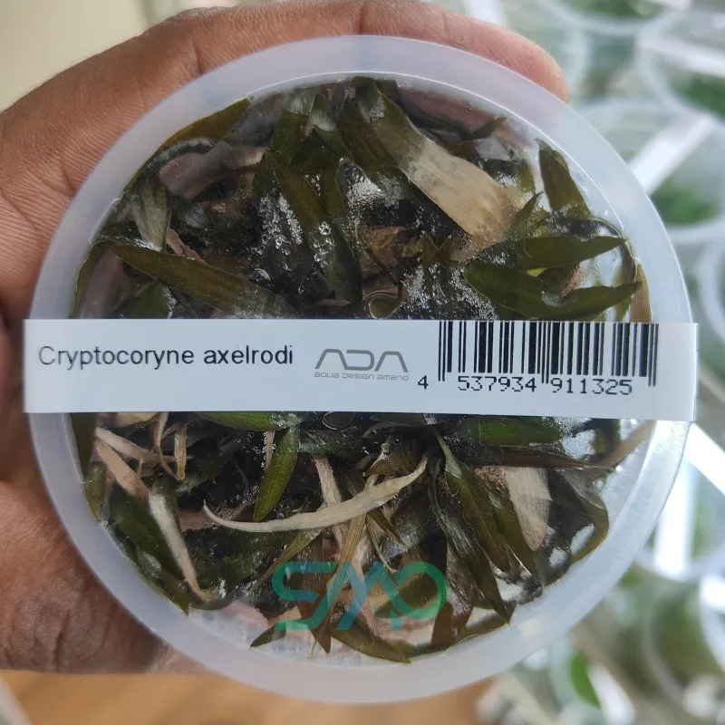 IC090 Cryptocoryne Axelrodi | ADA Tissue Culture