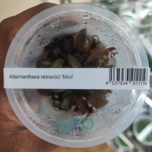 Alternanthera reineckii Mini