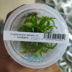 IC685 Cryptocoryne Spiralis 'Caudigera' | ADA Tissue Culture
