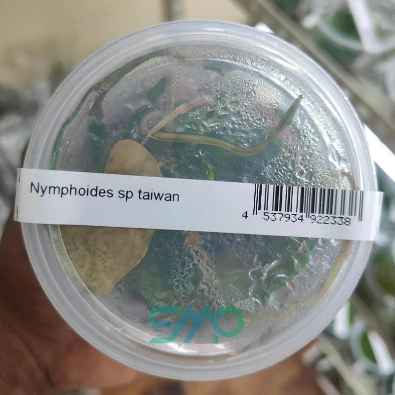 Nymphoides Taiwan