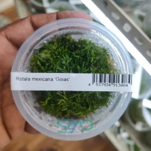 Rotala mexicana Goias