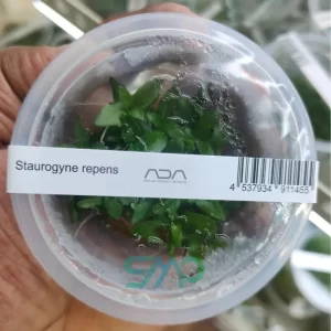 IC030 Staurogyne Repens | ADA Tissue Culture