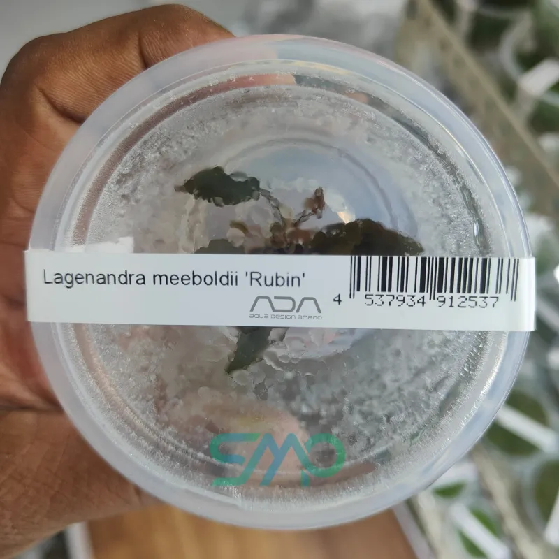 IC229 Lagenandra Meeboldii 'Rubin' | ADA Tissue Culture