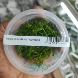 Rotala rotundifolia Wayanad