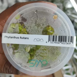 IC611 Phyllanthus fluitans| ADA Tissue Culture