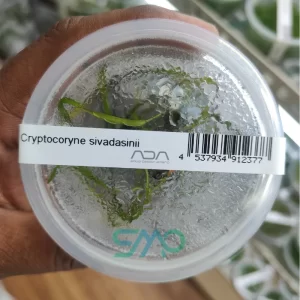 IC199 Cryptocoryne Sivadasanii | ADA Tissue Culture