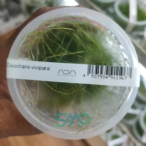 IC041 Eleocharis Vivipara | ADA Tissue Culture