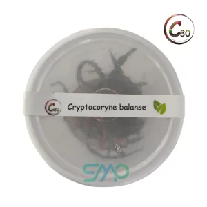Cryptocoryne balanse