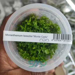 IC029 Monte Carlo | ADA Tissue Culture