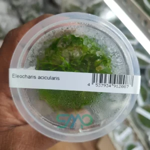 Eleocharis acicularis