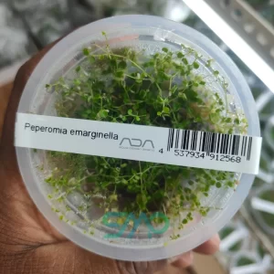 IC346 Peperomia emarginella| ADA Tissue Culture