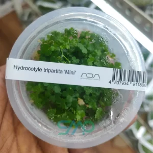 IC203 Hydrocotyle Tripartita "Mini" | ADA Tissue Culture