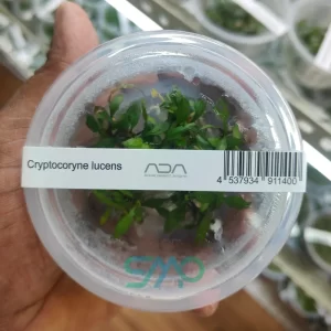 IC091 Cryptocoryne lucens| ADA Tissue Culture