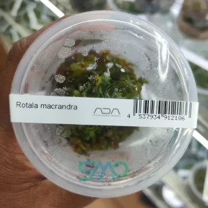 IC010 Rotala Macrandra | ADA Tissue Culture