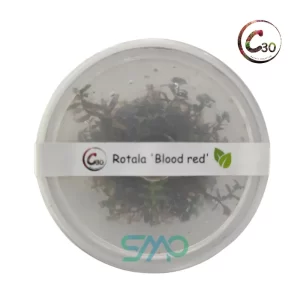 Rotala rotundifolia blood red