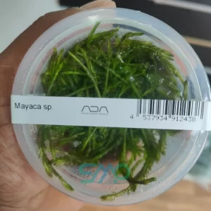 IC474 Mayaca Sp| ADA Tissue Culture