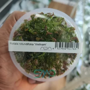 IC025 Rotala Wallichii 'Vietnam' | ADA Tissue Culture