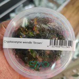 Cryptocoryne wendtii Brown
