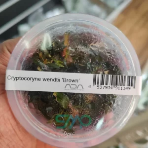 IC094 Cryptocoryne wendtii 'Brown'| ADA Tissue Culture
