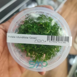 IC011 Rotala rotundifolia Green| ADA Tissue Culture