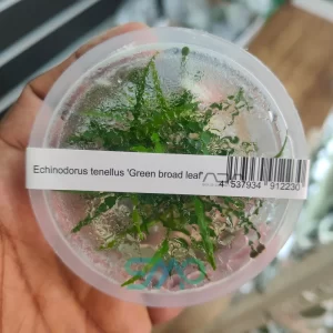IC154 Echinodorus tenellus 'Broad Leaf' | ADA Tissue Culture