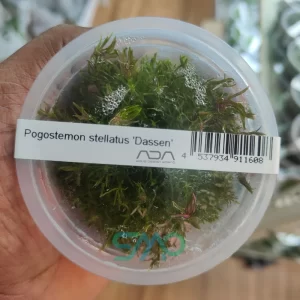 IC026 Pogostemon Stellatus 'Dassen' | ADA Tissue Culture