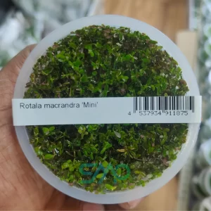 Rotala mexicana Goias